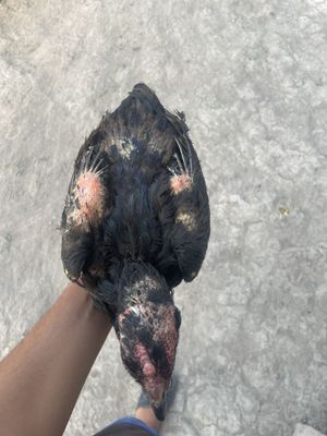 Dakan touq sotiladi