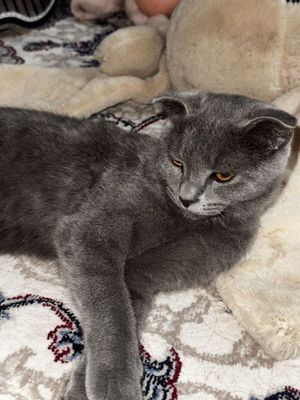 Scottish Fold mushug
