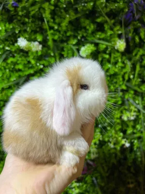 Karlik miti quyonchalar