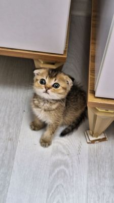 чистокроные котята
