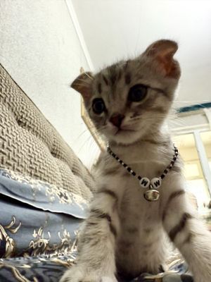 Котенок 1,5 меясяц скотиш фолд