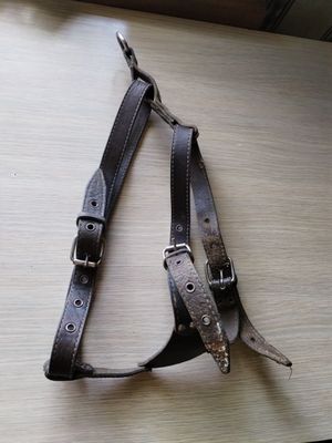Шлейка и ошейник 50 см длина для собак