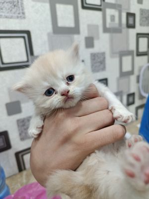 Скотч фолт болалари бор угил болалар