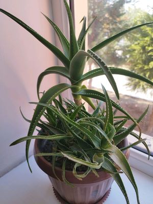 Aloe guli