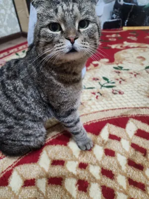 Мушу / кошка парода вислоуха