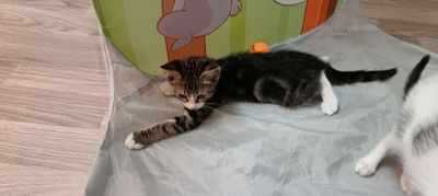 Пристраивается Котенок (мальчик)