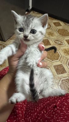 Котята породистые британская шиншила