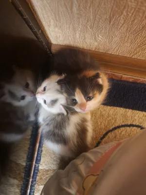 Mushukchalar yaxshi mehribon qo'llarga beriladi