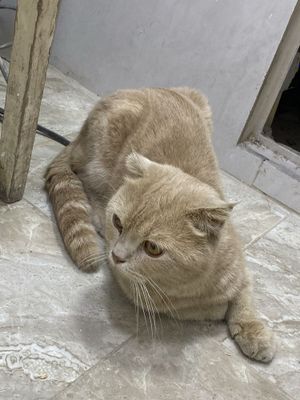 Вислоухий котенок