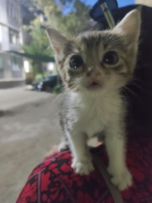 Котенок в добрые руки