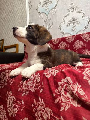 Продаются щенки корги кардиганы два месяца