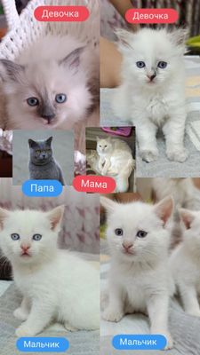 Продаются породистые милые котята