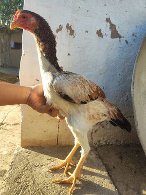 Shalpan Joʻja makiyon sotiladi