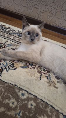 siamski mushuk