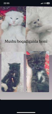 Mushuk sotladi sotib skotik fod qiz bola 1 oylik