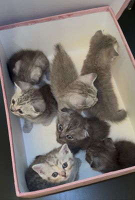 Шотландские котята срочно
