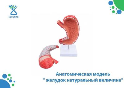 Анатомическая модель " желудок натуральный величине"