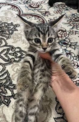 Домашние здоровье котята