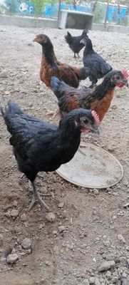 Qora jojalar sotiladi 6 ta 4 + 2