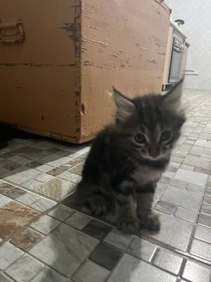 Котята .