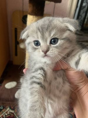 Продается котенок шотландская вислоухая.