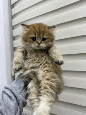 Золатой шиншила хайланд