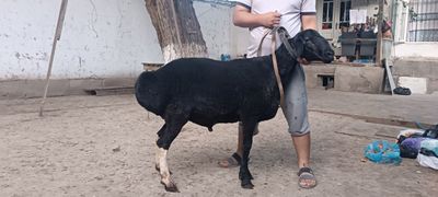 Qochqorlar sotiladi