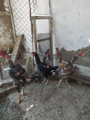 O shamo kulangi va Mramir tovuq tuxumlari