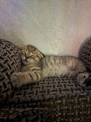 Скоттиш фолд, вислоухие