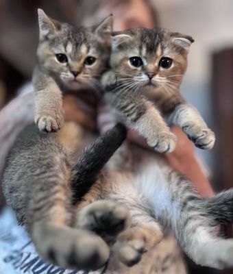Котята скоттиш страйт скотиш фолд золотая шиншилла британская вислоуха