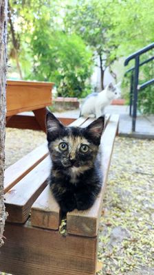 Котёнок черепашка