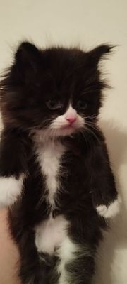 Котёнок Пушистик
