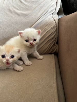 Продаются котята породистые