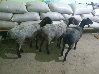 3ta sifat yosh egizzoy quyla sotiladi Shofirkonda