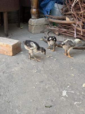 Dakan jojalari qoni toza