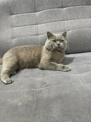 Виязка Британски Кот