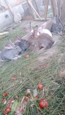 Куйонлар сотилади