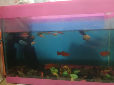 akvareum va baliqlar sotiladi 15ta baliq bor 20ltr