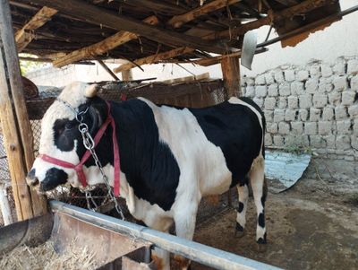 Mol sotiladi narhi 23 mln