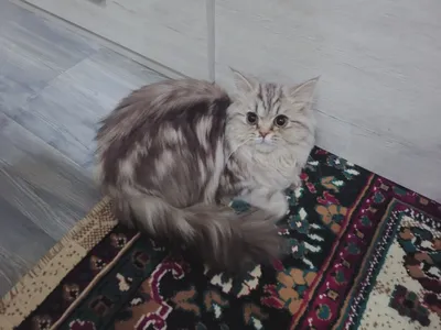 Shatlanskiy mramor shinshilla 5 oylik qizbola