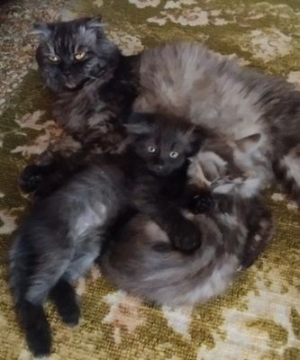 Веслоушка котик мальчик