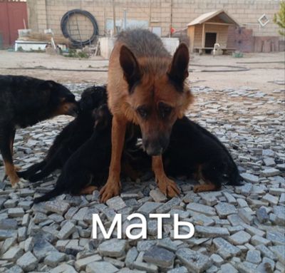 Продаются щенята Немецкой овчарки