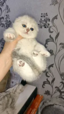 Продаётся чистокровная шотландская девочка скоттиш-фолд