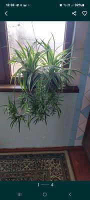 Продам воздухо очишающий цветок Хлорафитум