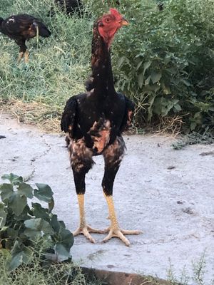 Xoroz sotiladi 700 000 sum