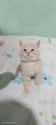Продаются котята скотишь страйты