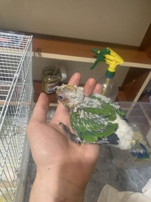 Солнечние аратнка toti kashada ruchnoyga