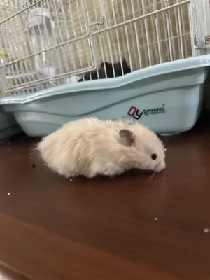 Домашние хомяки