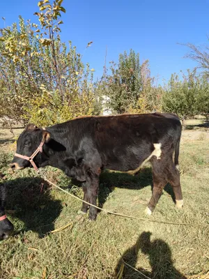 Новвосча сотилади