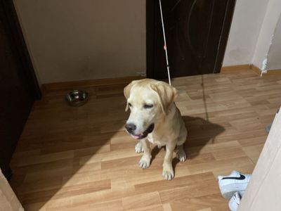 Собака продаю срочно 500к